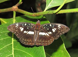 <i>Athyma ranga</i> Species of butterfly