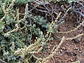 Atriplex glauca subsp ifniensis Tenerife 1.jpg