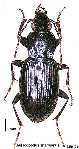 Aulacopodus sharpianus