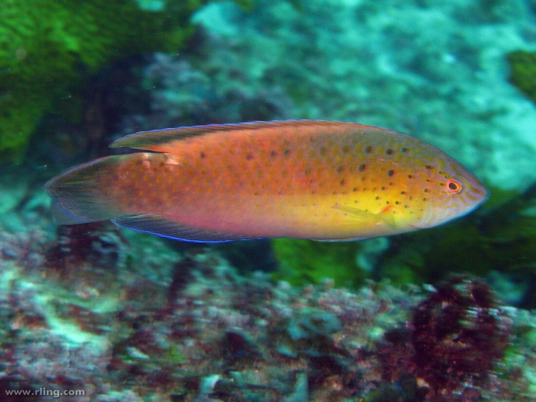 طوطی‌ماهی خال‌سیاه