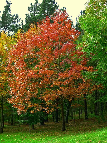 File:Autumn colour in Arkalanda - panoramio.jpg