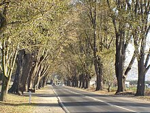 The Bacchus Marsh Avenue of Honour, an Elm tree lined avenue forms the main entrance to the CBD from the east. Avenue of Honour in Bacchus Marsh.jpg
