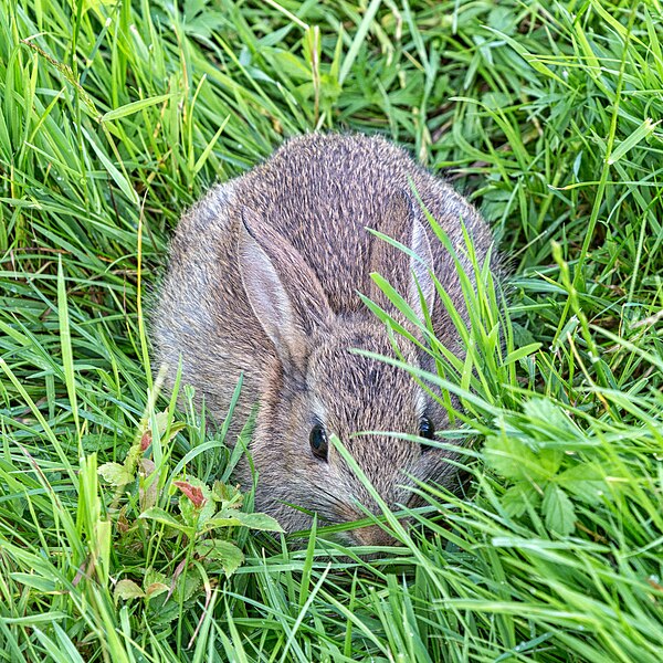 File:Baby rabbit - geograph.org.uk - 5009387.jpg