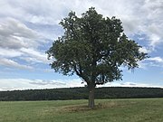 Pear tree south of the Rothofer Weg