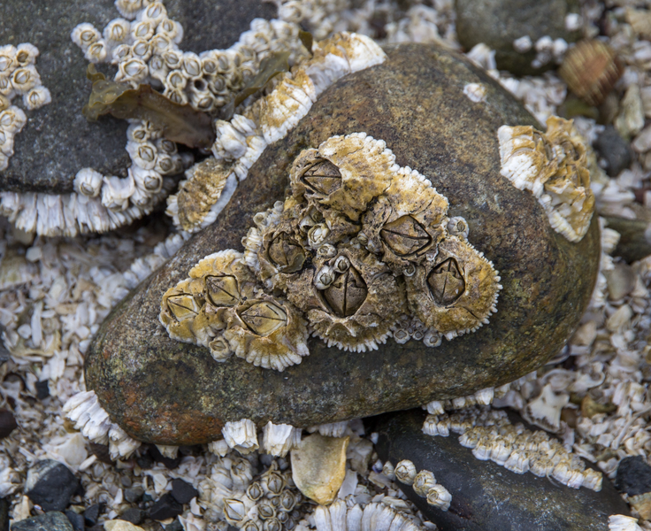 File:Barnacles, Bar Harbor, ME (51329004070).png