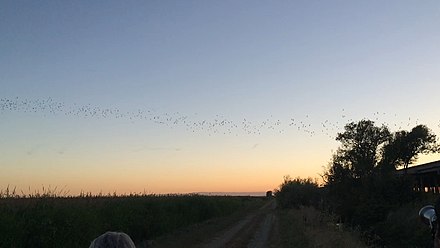 Bats flying from under the Interstate 80 elevated causeway in Yolo County, California.