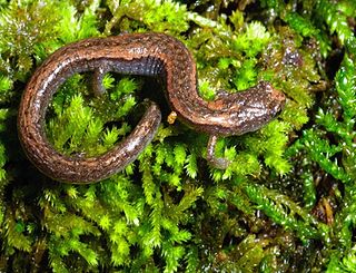 Sequoia slender salamander Species of amphibian