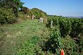 * Nomination: Hives in vineyards around Beaune, Bourgogne Hautes-côtes-de-Beaune France.--Pierre André Leclercq 08:19, 23 July 2018 (UTC) * * Review needed
