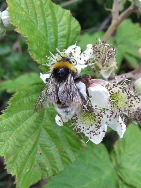 File:Bee on flower, Sandy, Bedfordshire (5821718824).jpg