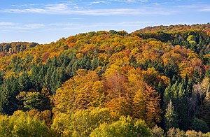 46. Platz: Aristeas mit Blick vom Feldweg im Gebiet Nonnenwald bei Billensbach auf den gegenüberliegenden Hang des Schmidbachtals mit dem Wald in Herbstfarben