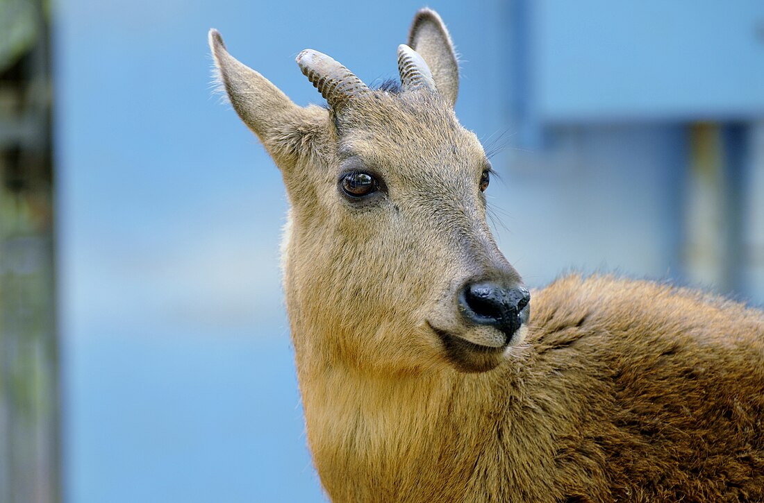 Roter Goral