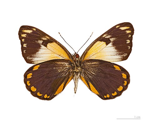 ♂ - Ventral side