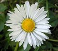 Bellis perennis