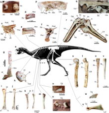 Skeletal reconstruction of Berthasaura leopoldinae displaying several bones from the holotype specimen Berthasaura.webp