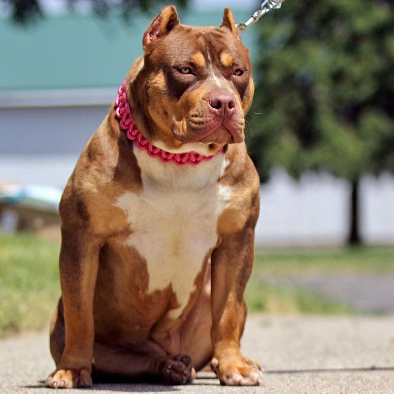 Blog do Pit Bull: American Bully, Pit monster e o conceito de