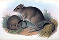 Bettongia penicillata Gould Mamm Aust vol 2 plate 61.jpg