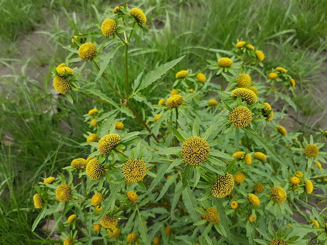 Bidens radiata