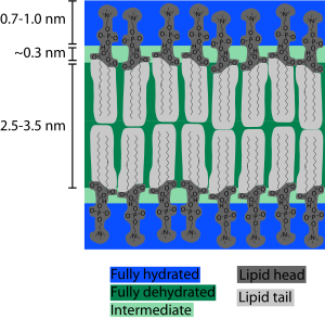 Bilayer hydration profile.svg