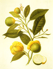 Citrus aurantium bizzarria. Drawing; A.Poiteau 1811, watercolor; D.Del Pino 1821 Bizzarria.jpg