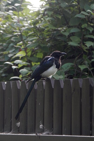 File:Black-billed Magpie (Pica hudsonia) - Saskatoon.jpg