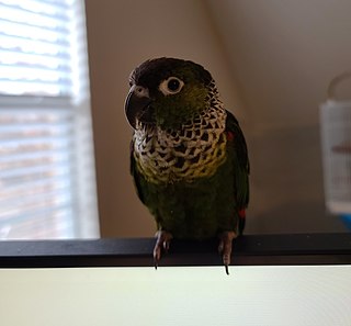 Black-capped parakeet Species of bird