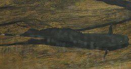 Fekete szellemkéshal (Apteronotus albifrons)