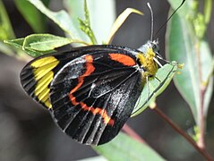 Pierini (シロチョウ族) スミゾメカザリシロチョウ