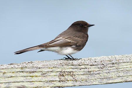 Black Phoebe (Sayornis nigricans) at Las Gallinas Wildlife Ponds near San Rafael, Marin County, California