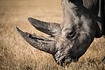 Black Rhino grazing.jpg