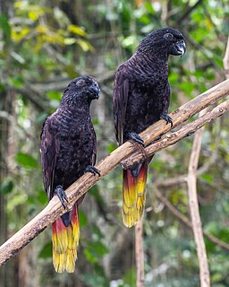 Black lory species of bird