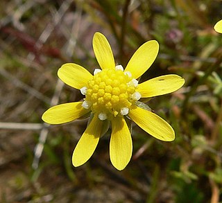 <i>Blennosperma</i> Genus of flowering plants