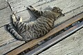 Raoul, die "betriebseigene" Hauskatze der Museumsbahn, 2010