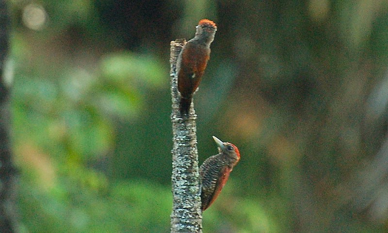 File:Blood-colored woodpeckers (11294614053) (cropped).jpg