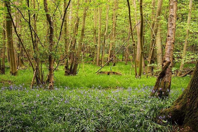 File:Bluebells in Blacklands Plantation - geograph.org.uk - 2379661.jpg