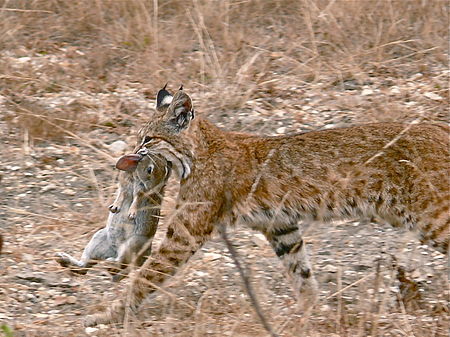 Tập_tin:Bobcat_having_caught_a_rabbit.jpg