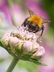 Bumblebee - Wikipedia