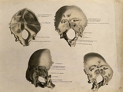 Bones of the skull; four figures. Ink and watercolour, after Wellcome V0008218