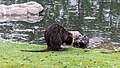 * Nomination Nutria in the Rheinaue Park in Bonn, North Rhine-Westphalia, Germany --XRay 04:11, 14 July 2021 (UTC) * Promotion  Support Good quality -- Johann Jaritz 04:42, 14 July 2021 (UTC)