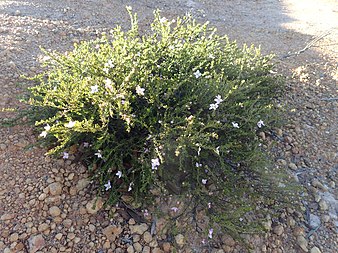 habit Boronia oxyantha habit.jpg