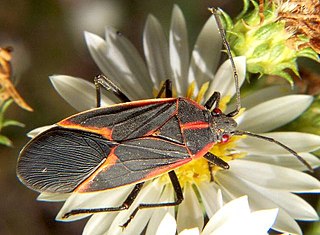 Boxelder bug Species of insect