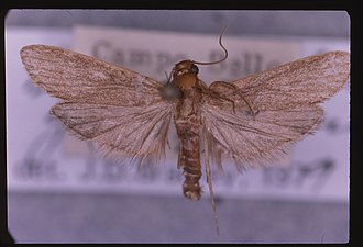 Bradypophila garbei, a species of sloth moth. Bradypophila garbei.jpg