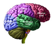 A diagram showing the locations of the lobes of the brain BrainLobesLabelled.jpg