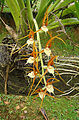 Brassia allenii