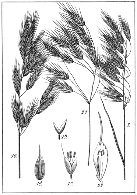 Bromus squarrosus