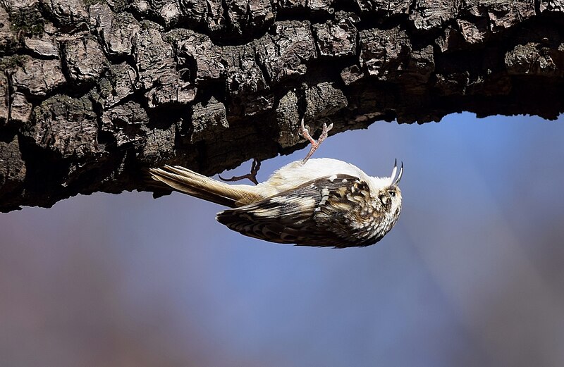 File:Brown Creeper - 22600904644.jpg