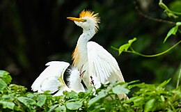 Ibiškasis garnys (Bubulcus ibis)