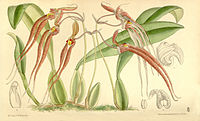 Bulbophyllum biflorum (as Cirrhopetalum biflorum) - Curtis' 136 (Ser. 4 no. 6) pl. 8321 (1910).jpg