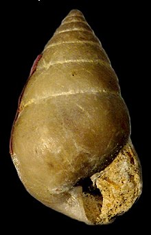 Bulimulus fazendicus.jpg