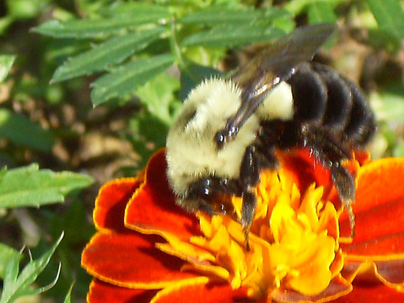 File:Bumblebee on marigold 2.jpg