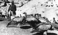 Bundesarchiv Bild 135-S-12-50-22, Tibetexpedition, Ragyapa, Geier.jpg
